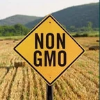 Second non-GMO seal variant used on the Gluco6 artwork