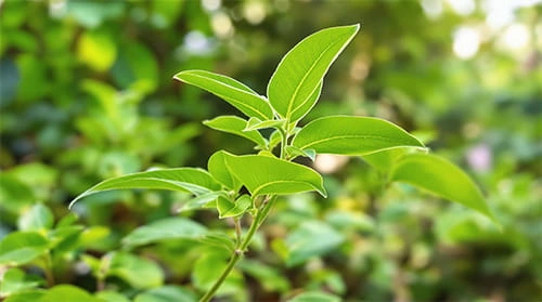 Gymnema Sylvestre as shown in the Gluco6 ingredient artwork